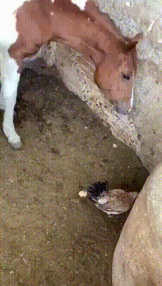 병아리 먹는 말(병아리 좋아하시는 분들은 시청 금지