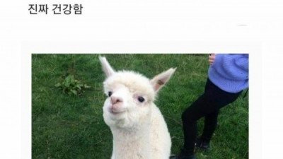 알파카 태어난 직후